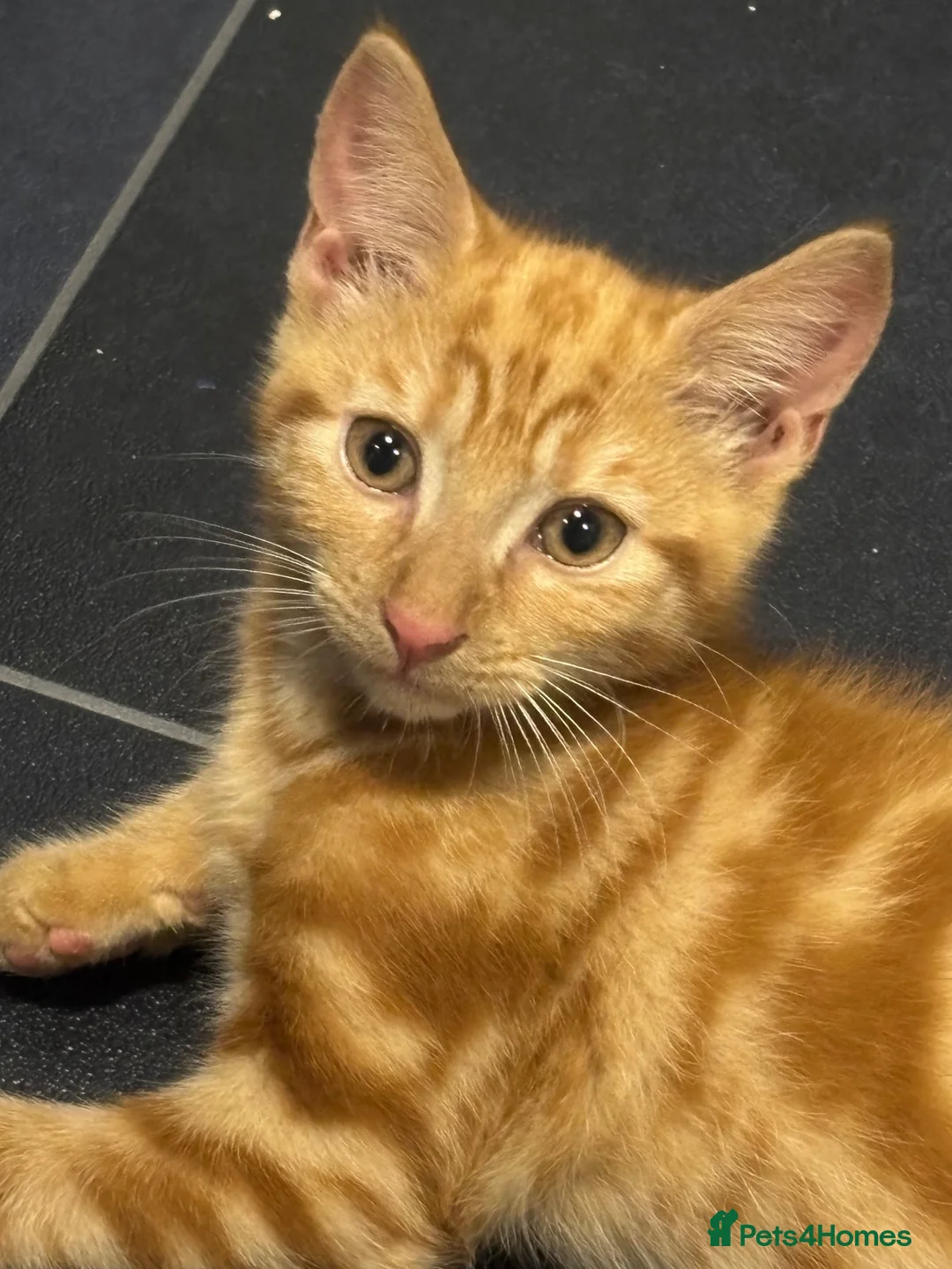 Mixed Breed cats for sale: 6 beautiful kittens  in Nottingham - Advert 1