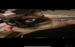 Bengal cats for sale: 2 year old cat - Image 4