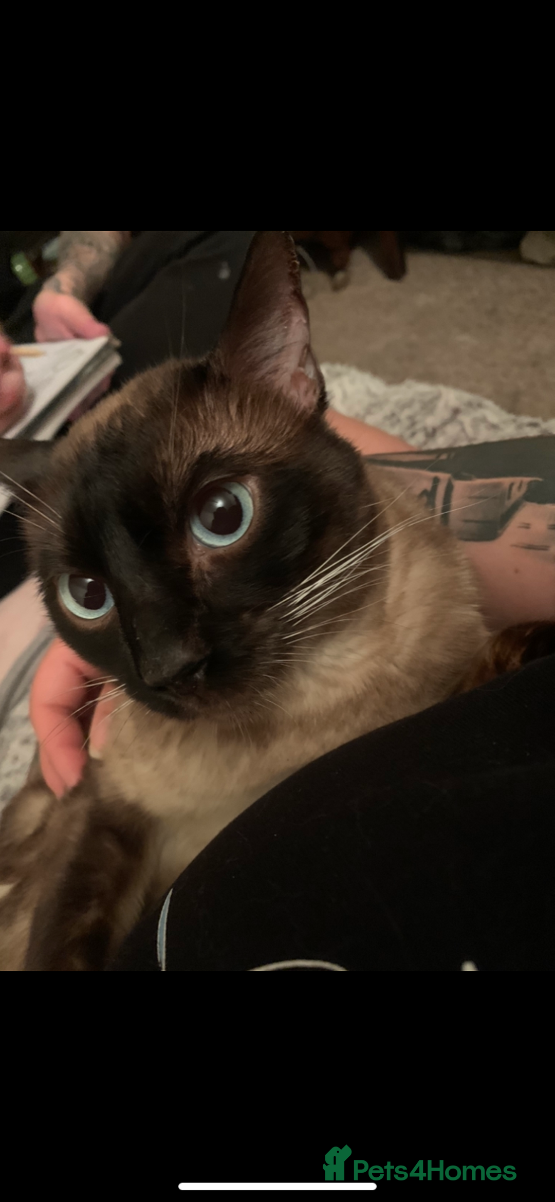 Bengal cats for sale: 2 year old cat - Image 4