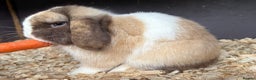 Mini Lop rabbits for sale: Chocolate Harli extreme mini lop buck - Advert 2