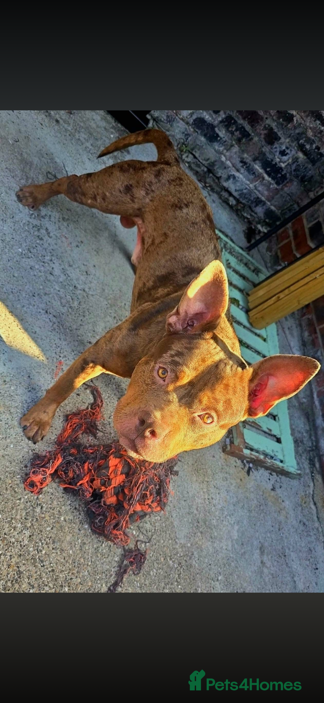 Mixed Breed dogs for sale: Male XL - Advert 1