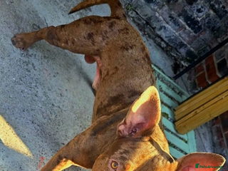 Mixed Breed dogs Male XL - Advert 11