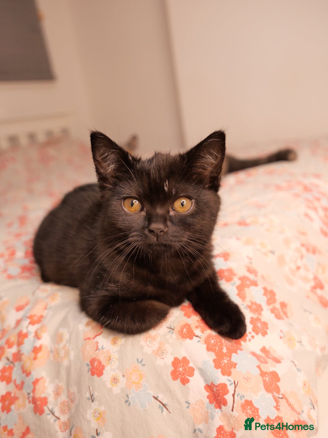 British Shorthair cats for sale: GCCF Registered British Shorthair Kittens -Cardiff - Advert 21