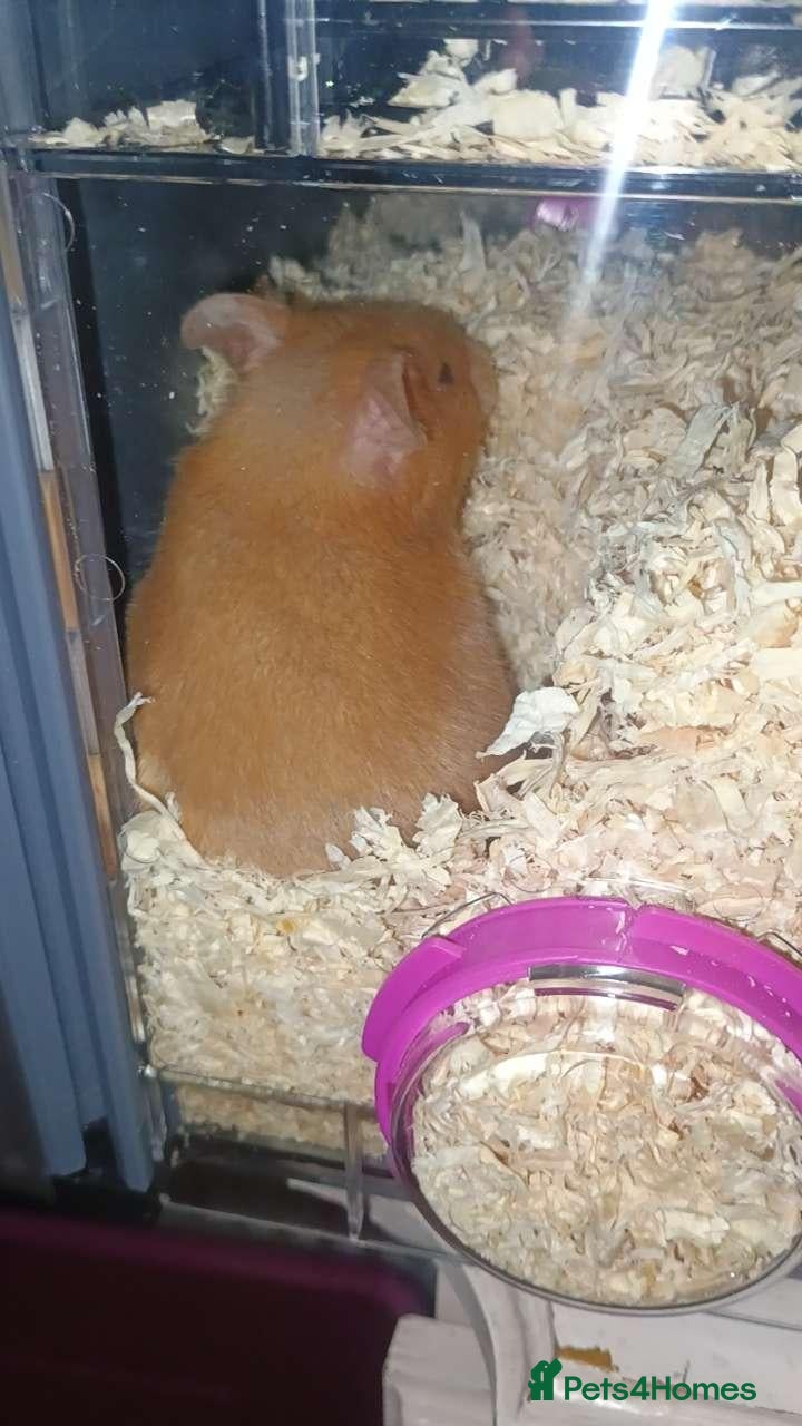 Hamster rodents Female hamster for sale (6-7 months old) - Advert 1