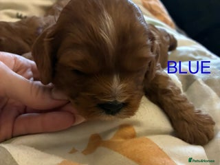 Cavapoo dogs Cavapoo puppies - Advert 3