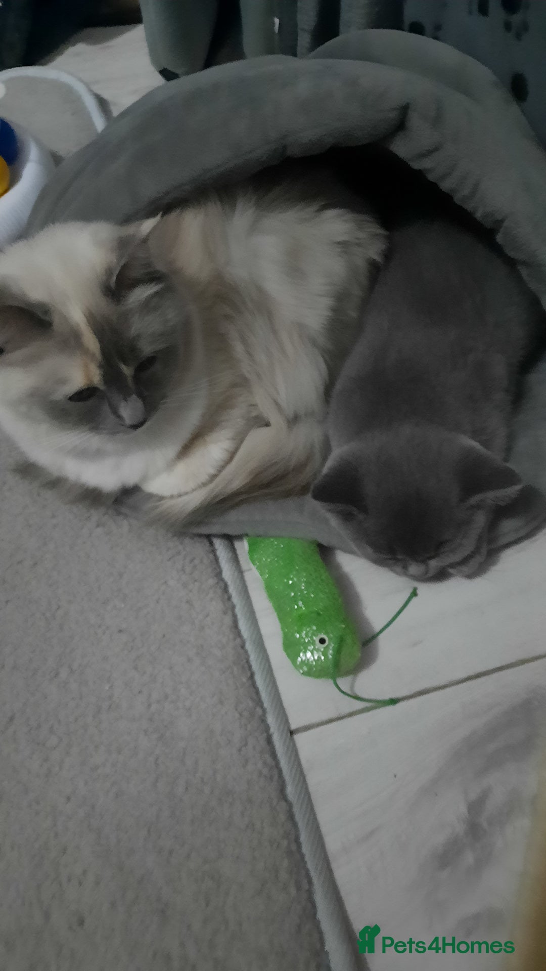 Ragdoll cats for sale: Tortie Ragdoll female  - Advert 3