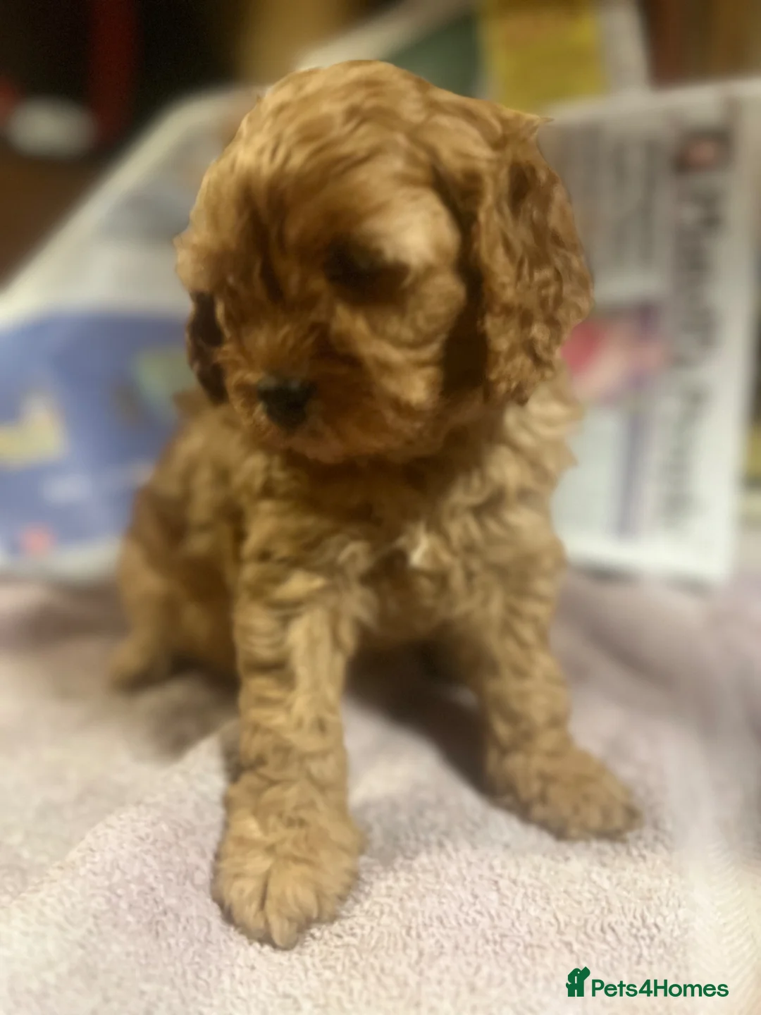 Cavapoo dogs for sale: Cavapoo adorable puppies  - Advert 2