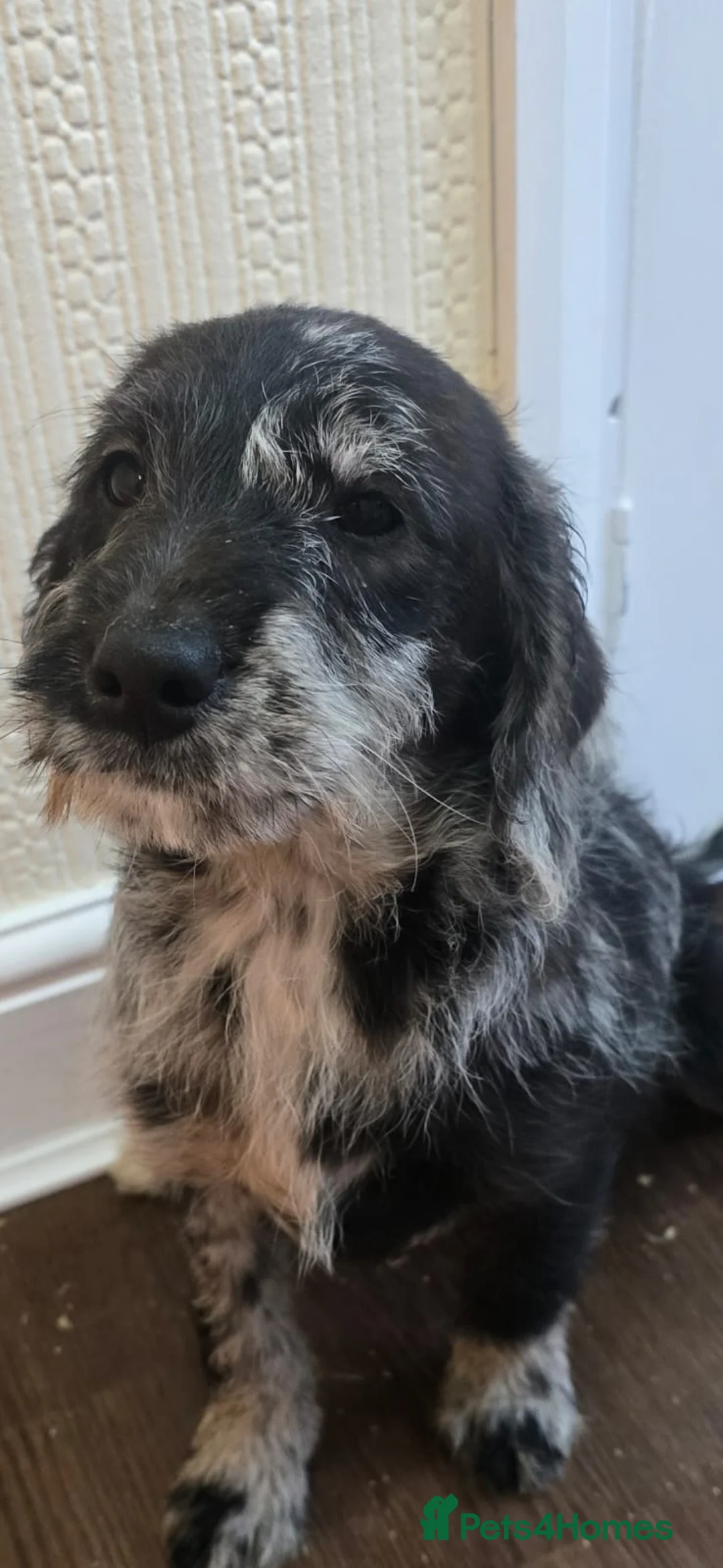 Goldendoodle dogs for sale: Goldendoodle puppys in Chichester - Advert 1