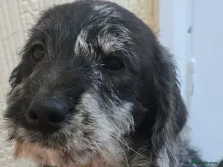 Goldendoodle dogs Goldendoodle puppys in Chichester - Advert 1