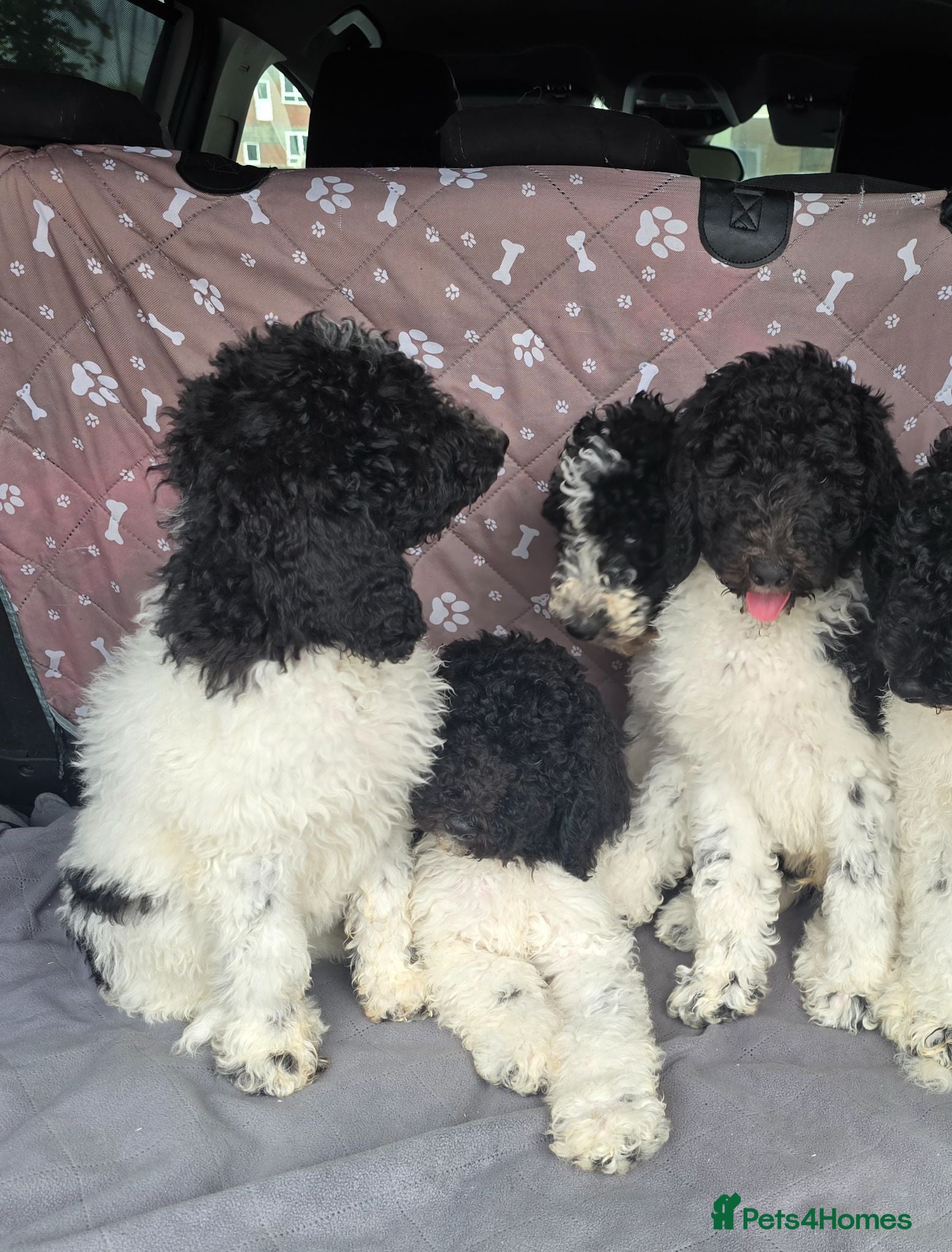Standard Poodle dogs Stunning kc registered standard poodle puppies  - Advert 18