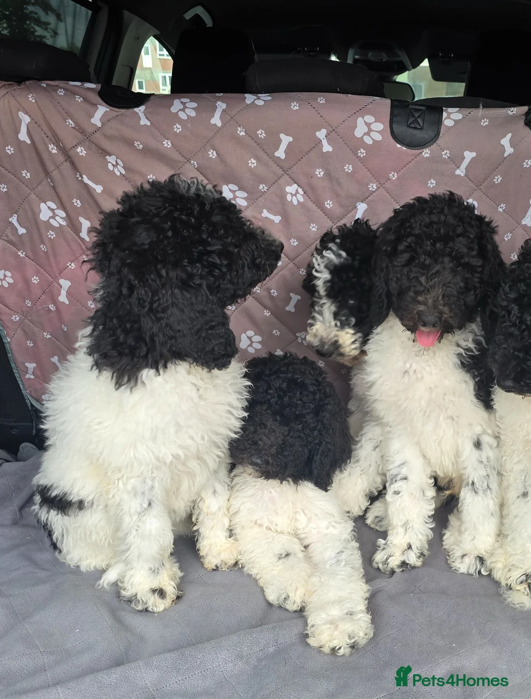 Standard Poodle dogs for sale: Stunning kc registered standard poodle puppies  - Advert 1