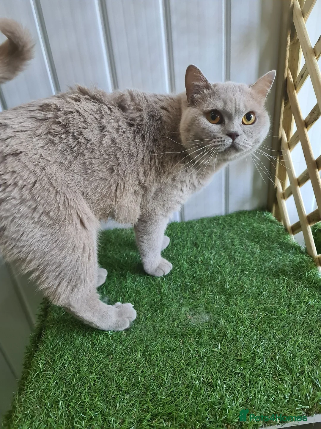 British Shorthair cats for sale: Beautiful British shorthair kittens  - Advert 11