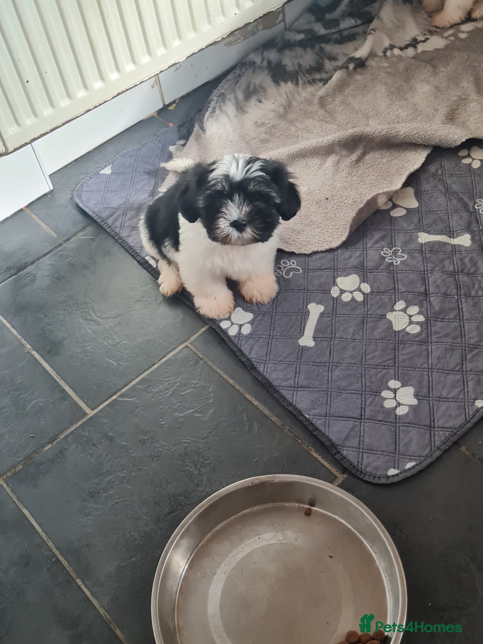 Mixed Breed dogs Shizu x tebtebn terrier  - Advert 2