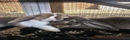 English Lop rabbits for sale: 🐰 Adorable Bonded Lop Rabbits for Sale 🐰 - Advert 4