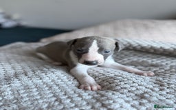 Whippet dogs for sale: 🏆KC Whippet Puppies - Gentle, Elegant & Loving🏆 - Image 20