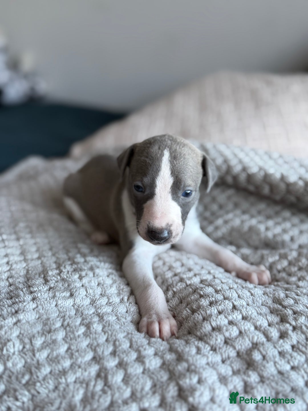 Whippet dogs for sale: 🏆KC Whippet Puppies - Gentle, Elegant & Loving🏆 - Image 20