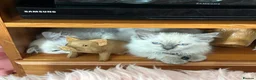 Ragdoll cats for sale: Blue point female ragdoll, ready now  - Advert 5