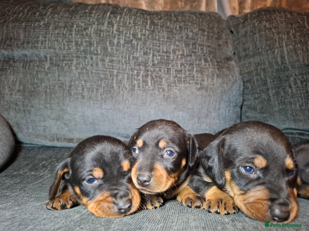 Mixed Breed dogs for sale: Dachshund/Jack Russell - Advert 4