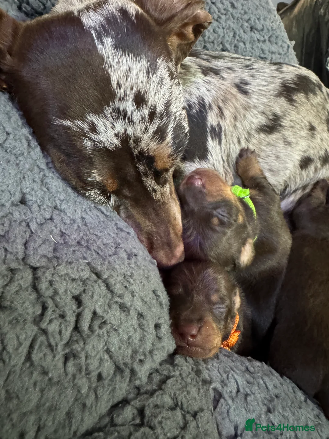 Miniature Dachshund dogs for sale: New Year’s Day Miniature Dachshunds!  - Advert 11