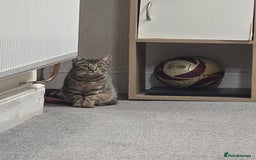 Mixed Breed cats for sale: Cat to rehome - Image 7