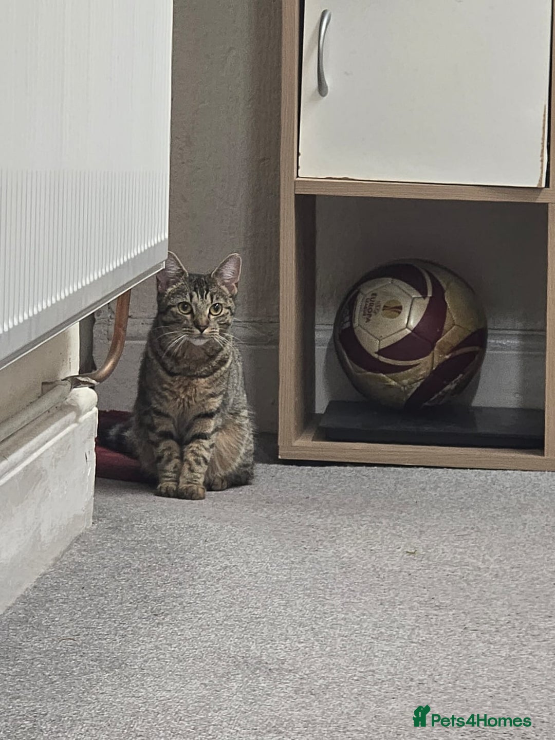 Mixed Breed cats for sale: Cat to rehome - Image 7