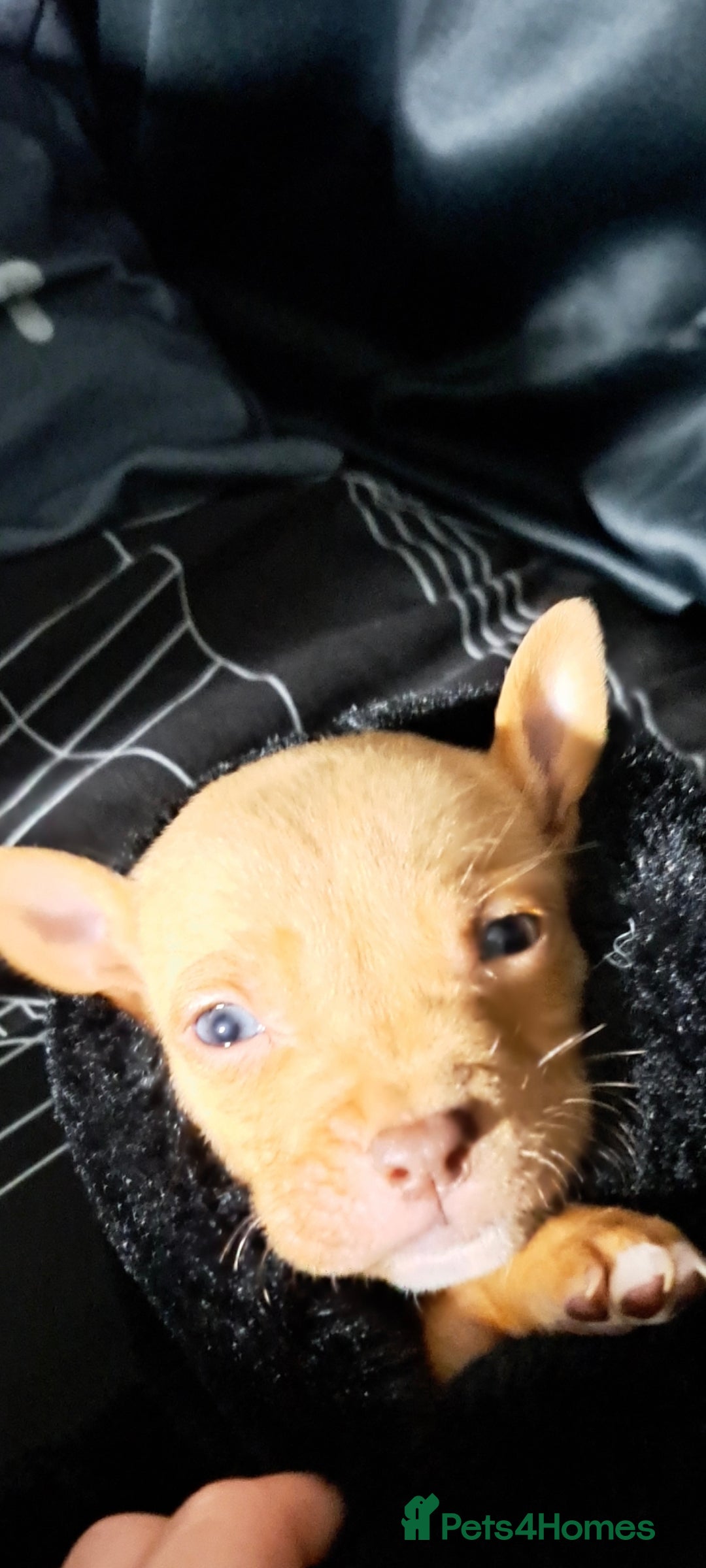 Mixed Breed dogs for sale: Siberian Husky x Pocket Bully  - Image 8