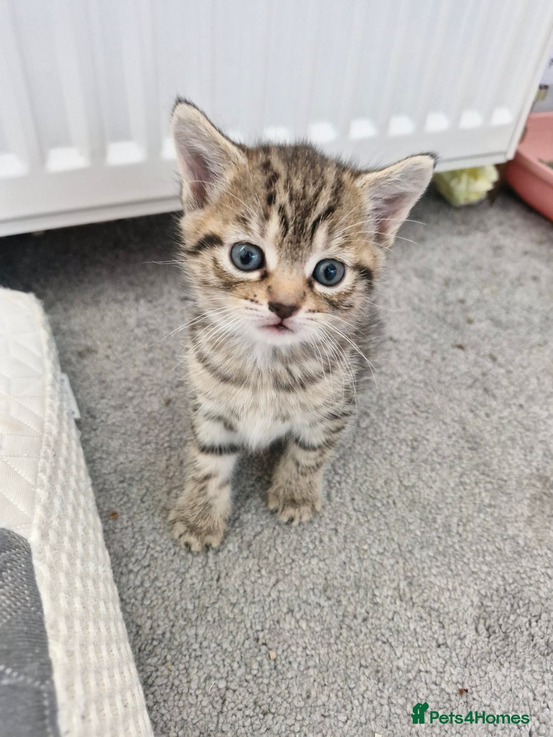 Mixed Breed cats for sale: 2 beautiful female bengal mix kittens  - Advert 6