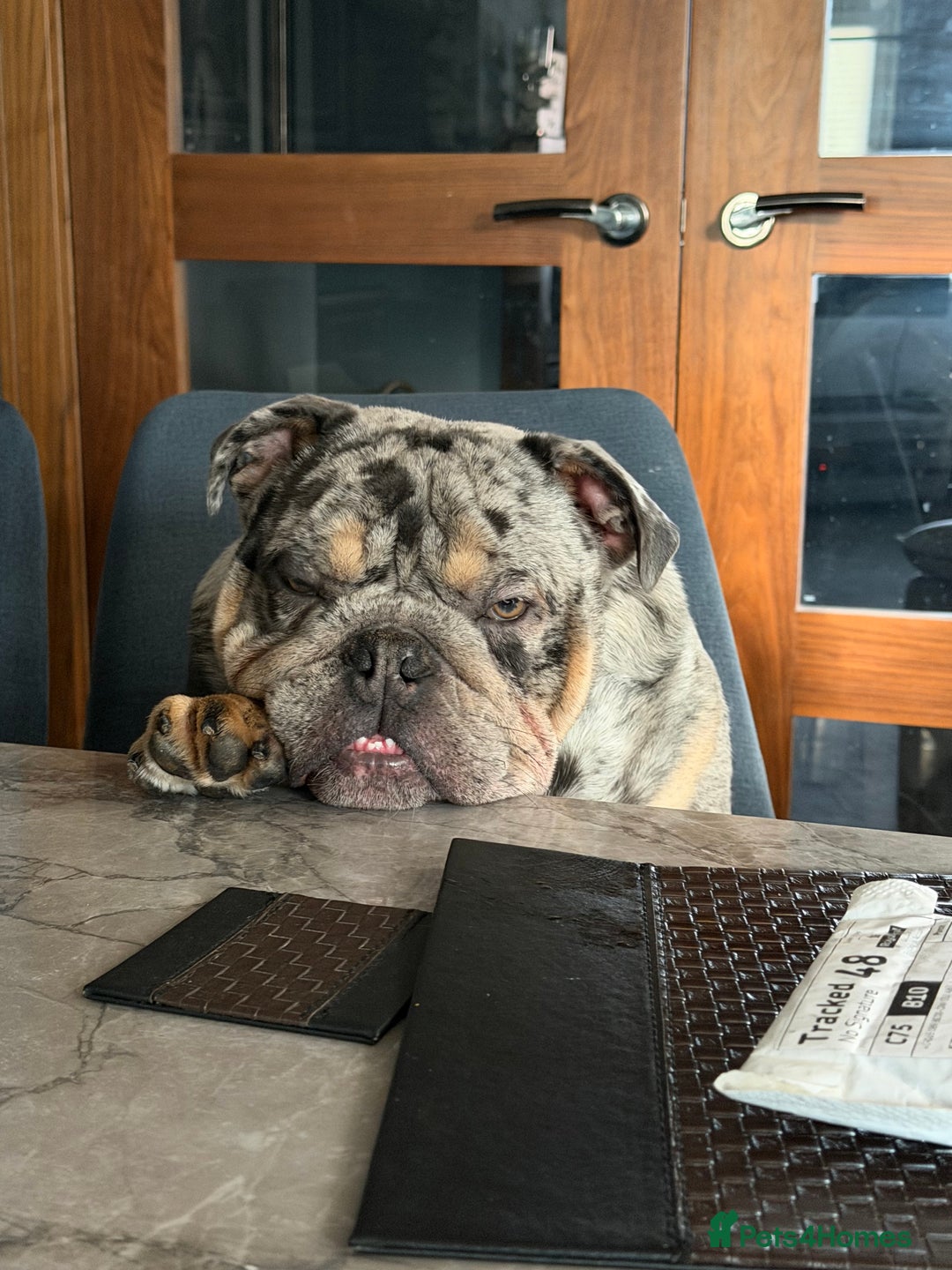English Bulldog dogs for sale: 10 month old male merle english bulldog for sale  - Advert 5