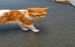 Mixed Breed cats for sale: 2 beautiful female lovely kittens and playfull - Image 24