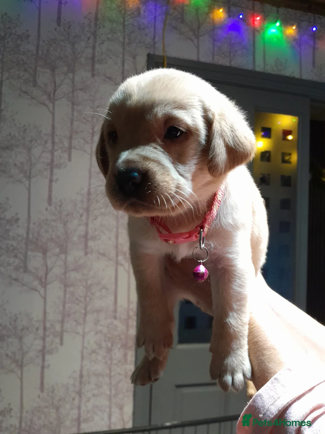 Labrador Retriever dogs for sale: 8 golden/fox red labradors  - Advert 11