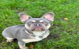 French Bulldog dogs for sale: Frenchie Girl Lilac & Tan KC - Image 4