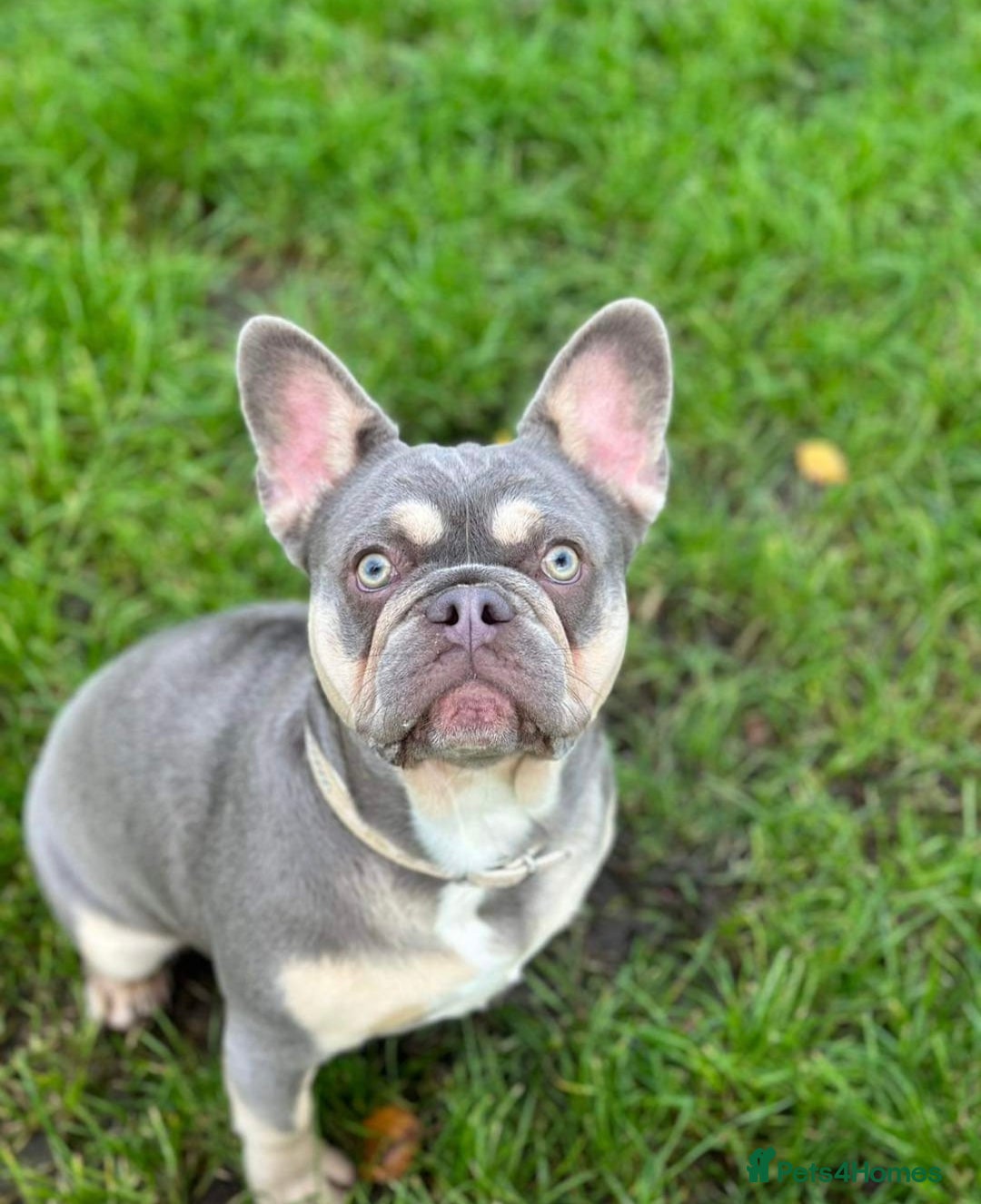 French Bulldog dogs for sale: Frenchie Girl Lilac & Tan KC - Image 4