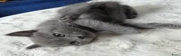 British Shorthair cats for sale: British shorthair kitten - Advert 7