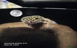 Leopard Gecko reptiles for sale: Leopard gecko  - Advert 3