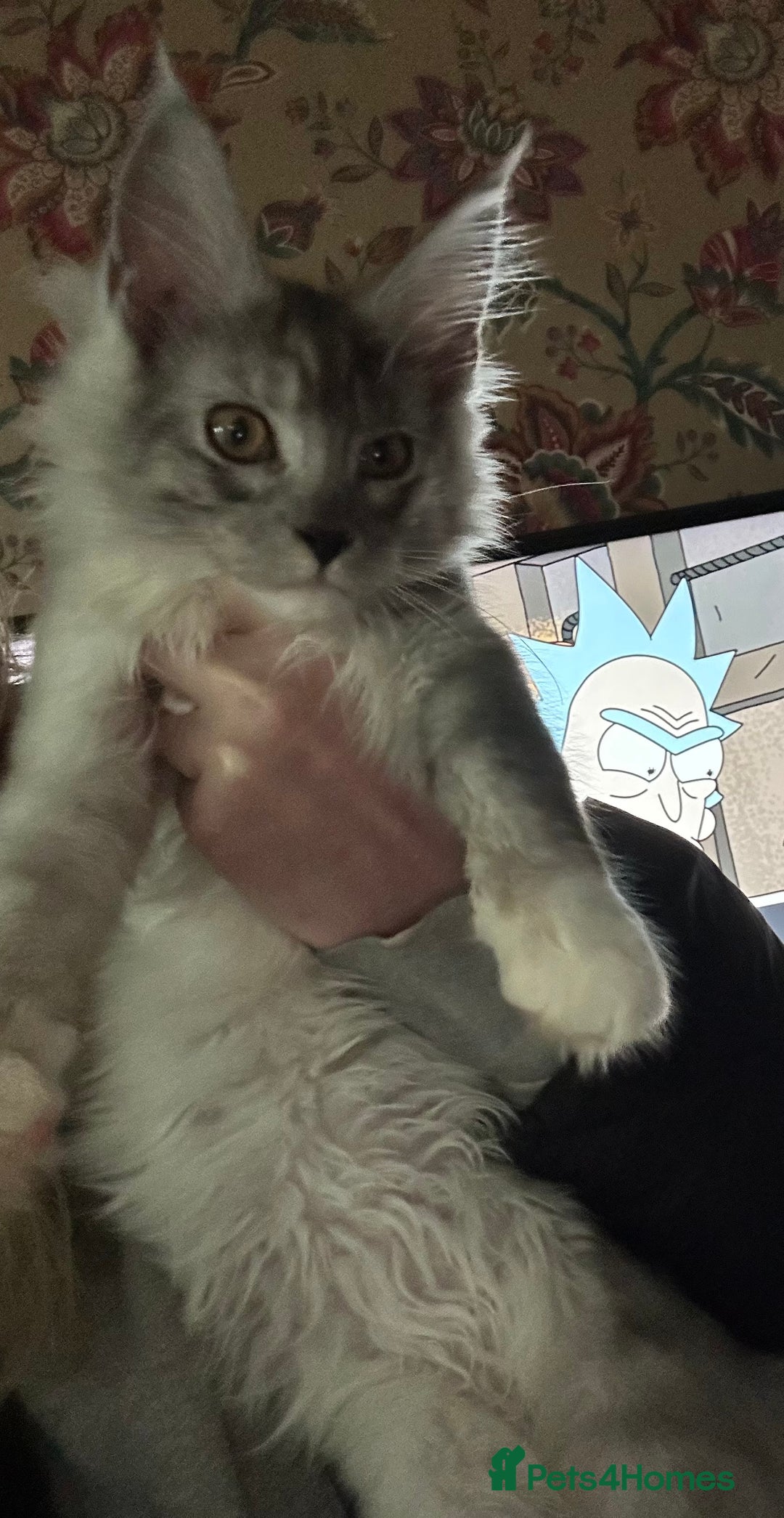 Maine Coon cats for sale: Maine coon kittens  - Advert 10