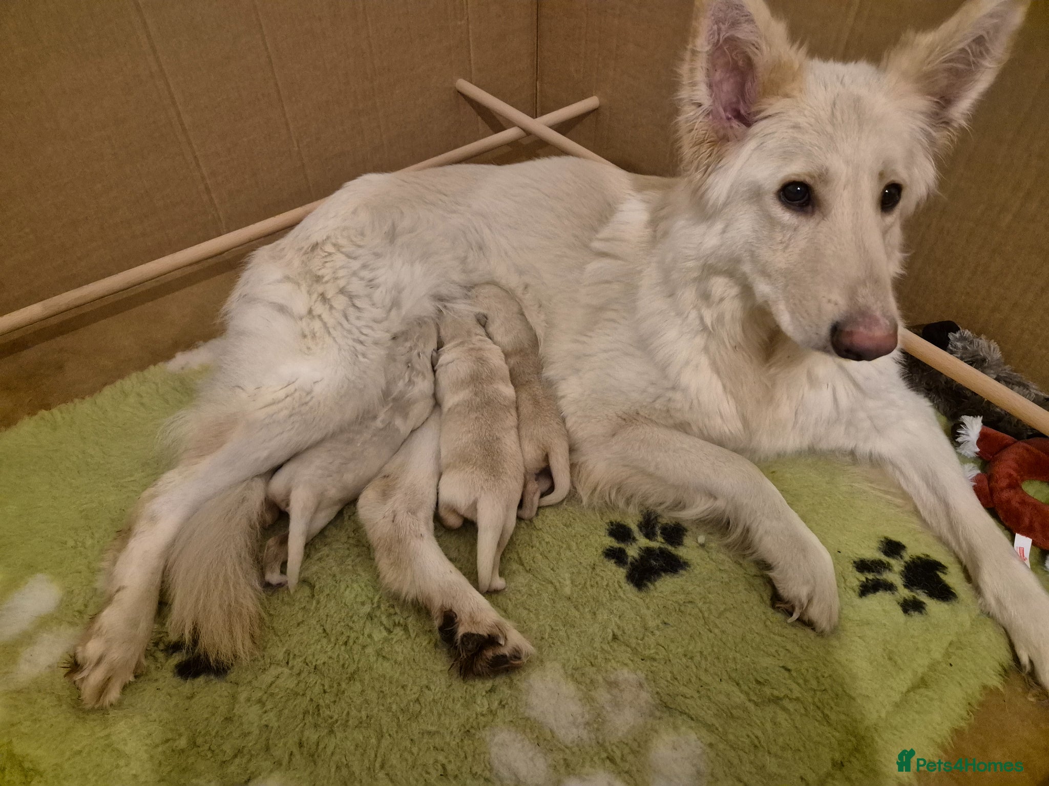 German Shepherd dogs Stunning white german shepherds  - Advert 1