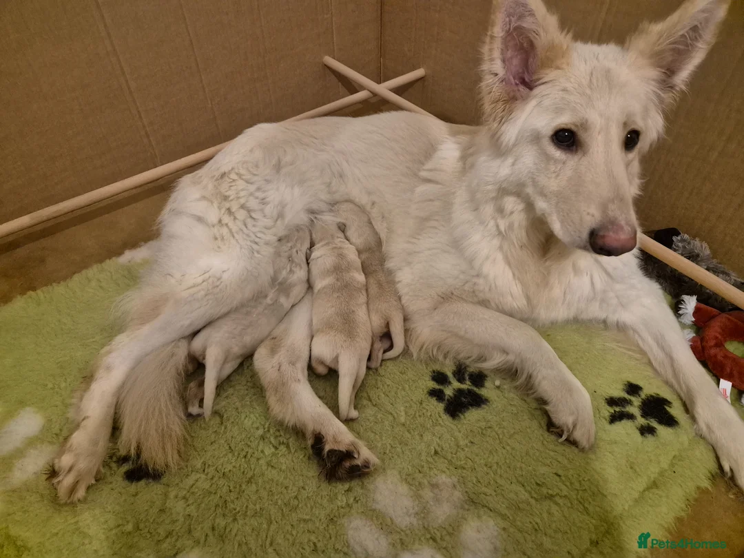 German Shepherd dogs for sale: Stunning white german shepherds  - Advert 1