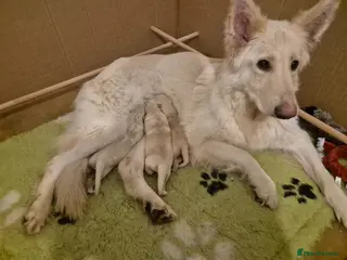 German Shepherd dogs Stunning white german shepherds - Advert 1