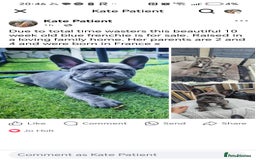 French Bulldog dogs for sale: Beautiful blue frenchie  - Image 9