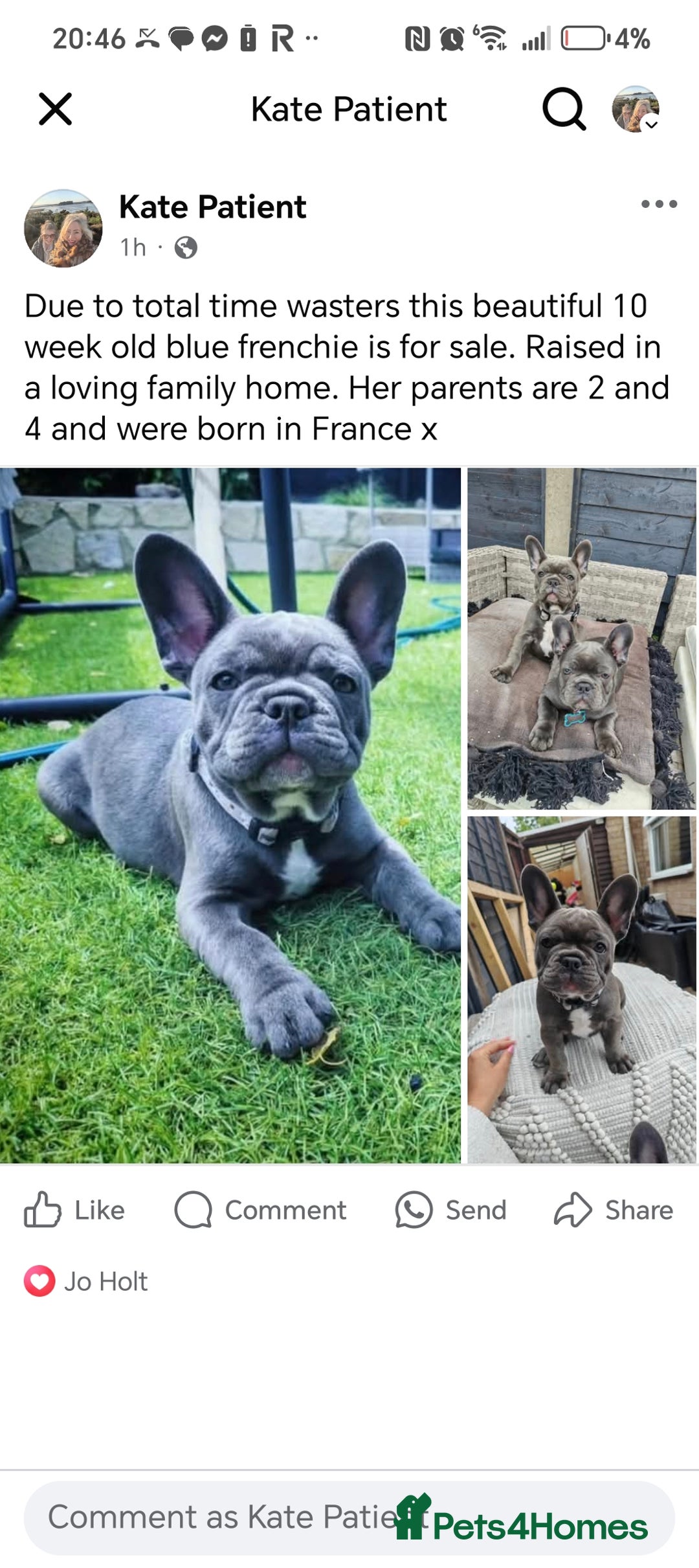 French Bulldog dogs for sale: Beautiful blue frenchie  - Image 9