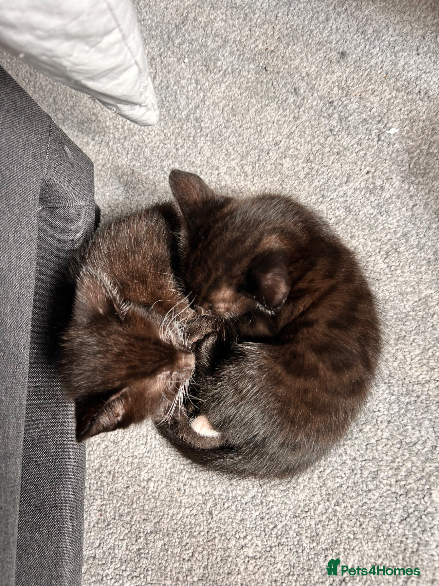 Mixed Breed cats Cute, gentle and playful kitties  - Advert 16