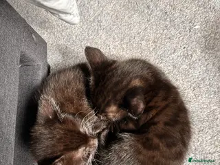 Mixed Breed cats Cute, gentle and playful kitties - Advert 16