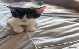 Mixed Breed cats for sale: boy kitten for sale - Image 4