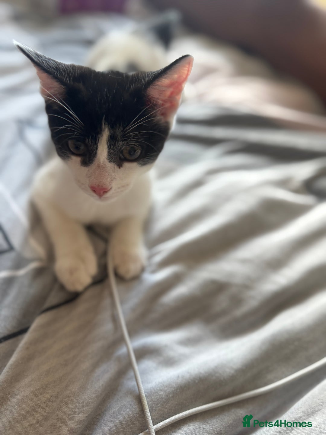 Mixed Breed cats for sale: boy kitten for sale - Image 4