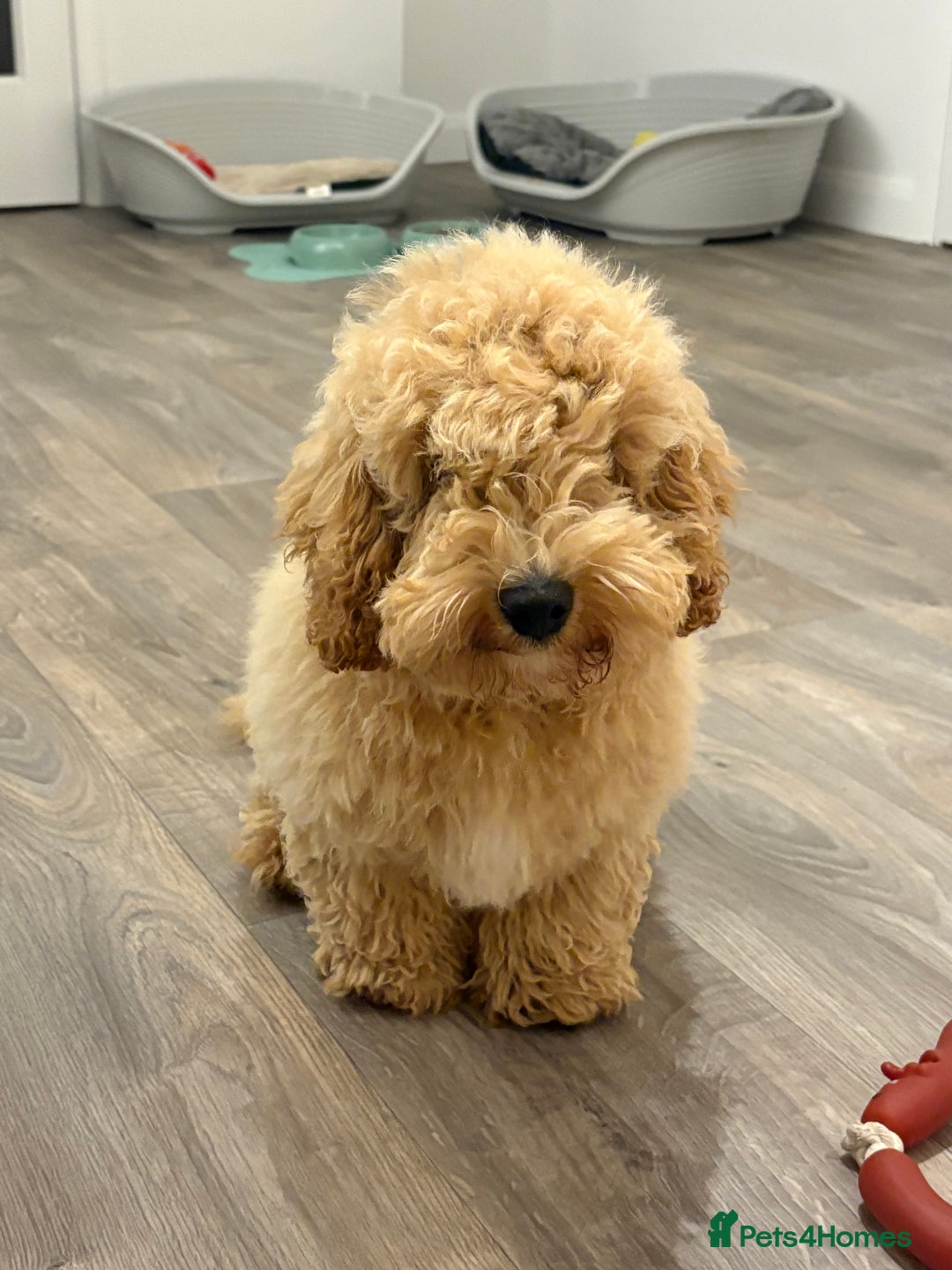 Cockapoo dogs for sale: *** Re-Home *** F1B male cockapoo pup - Advert 1