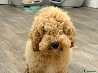 Cockapoo dogs *** Re-Home *** F1B male cockapoo pup - Advert 2