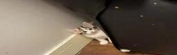 Mixed Breed cats for sale: Kitten for sale in London - Advert 3