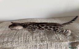 Bengal cats for sale: Milo & Maya’s beautiful pure Bengal babies 🐾 - Image 3