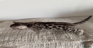 Bengal cats - Advert 7