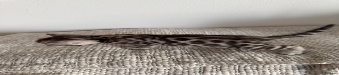 Bengal silver 